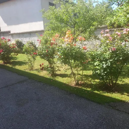 Red Rose * Visoko